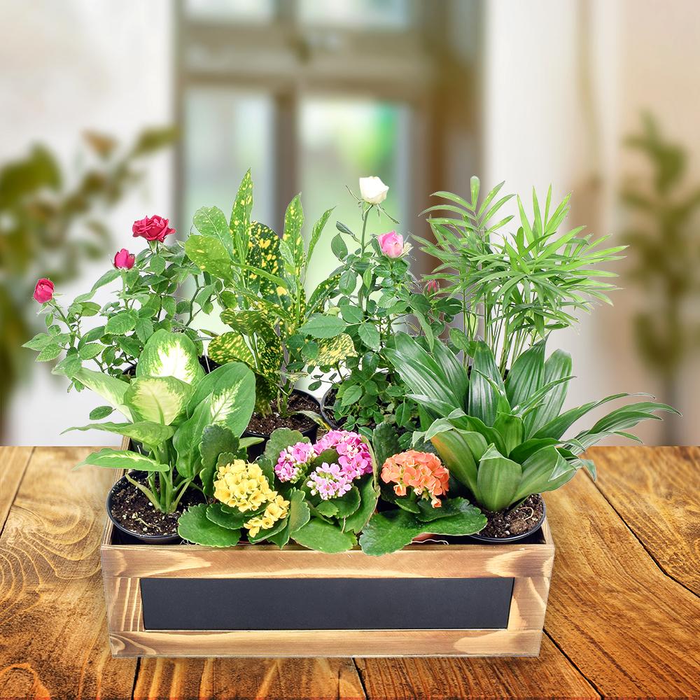 The Secret Garden Box