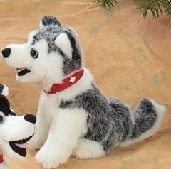 Ajax the Happy Husky