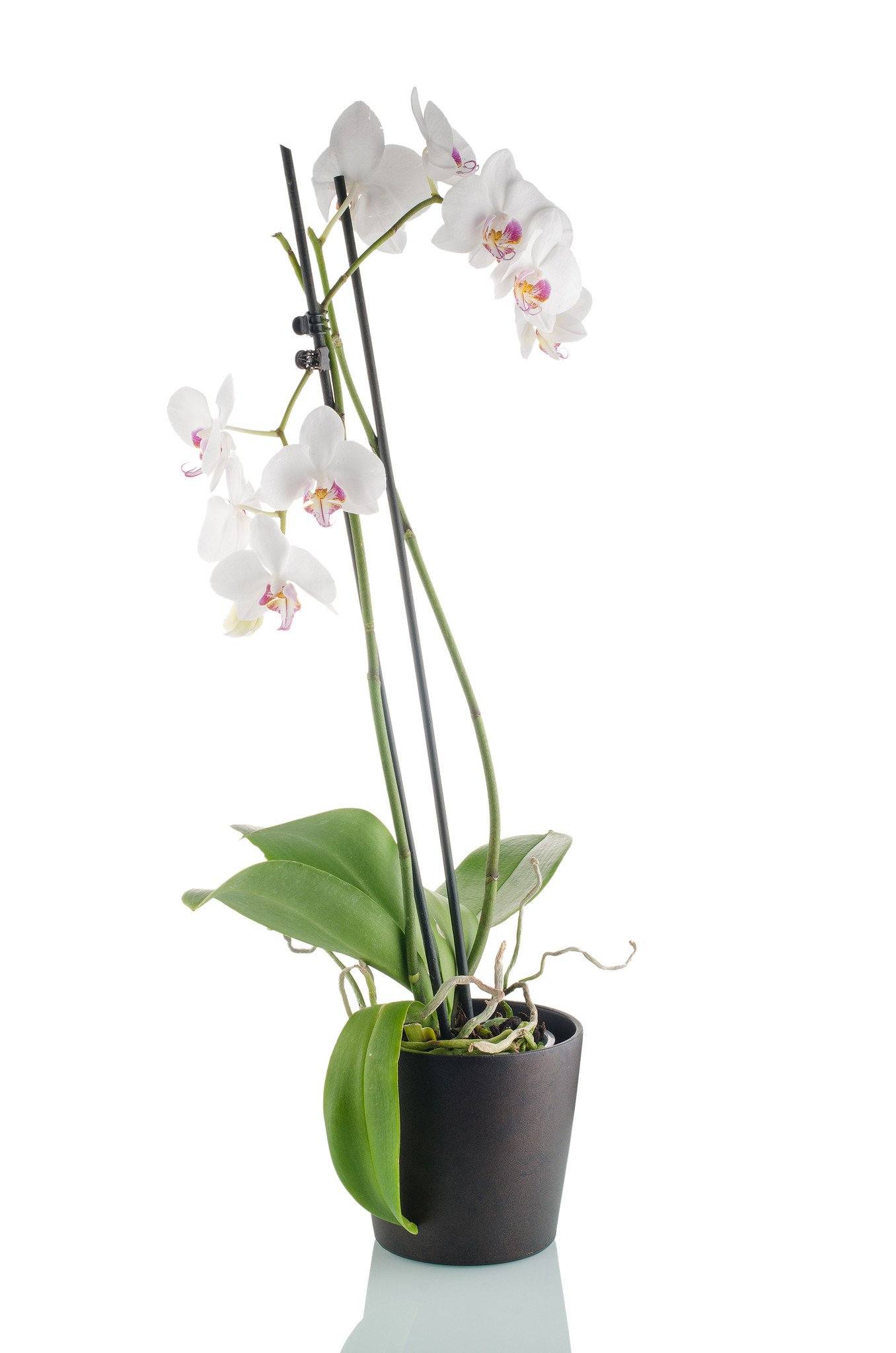 White Orchids