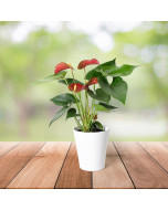 Ruby Red Potted Anthurium
