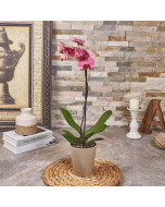 Pink Orchid Plant Gift, plant gift, plant, orchid gift, orchid, Canada delivery, USA delivery