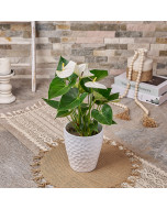 Stunning Anthurium Plant Gift