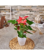 Tropical Red Potted Anthuriums