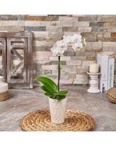 Blooming Mini Phalaenopsis Orchid, plant gift, plant, orchid gift, orchid, Canada delivery, USA delivery, Set 28087-2024