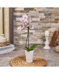 Mini Pink Orchid Plant, plant gift, plant, orchid gift, orchid, Canada delivery, USA delivery