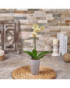 Mini Yellow Orchid Plant, plant gift, plant, orchid gift, orchid, Canada delivery, USA delivery