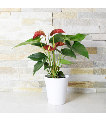 Tropical Red Potted Anthuriums