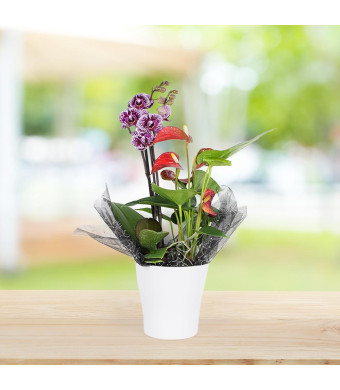 Evergreen Anthurium & Orchid Gift Set