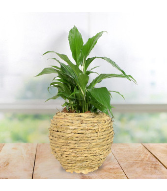 Potted Cast Iron Plant
