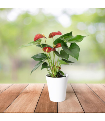 Ruby Red Potted Anthurium