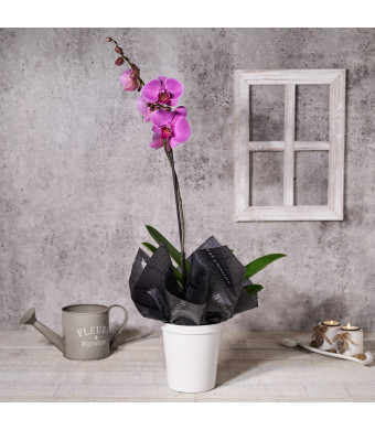 Potted Purple Orchid, Valentine's Day gifts, flower gifts