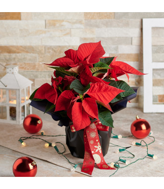 floral arrangement, flowers, Floral Gift, potted plant, christmas, holiday, Set 24042-2021, holiday gift delivery, delivery holiday gift, christmas flower usa, usa christmas flower