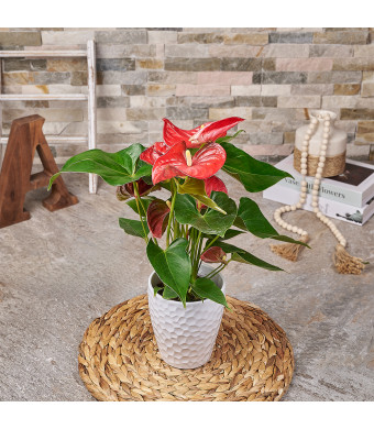 Tropical Red Potted Anthuriums