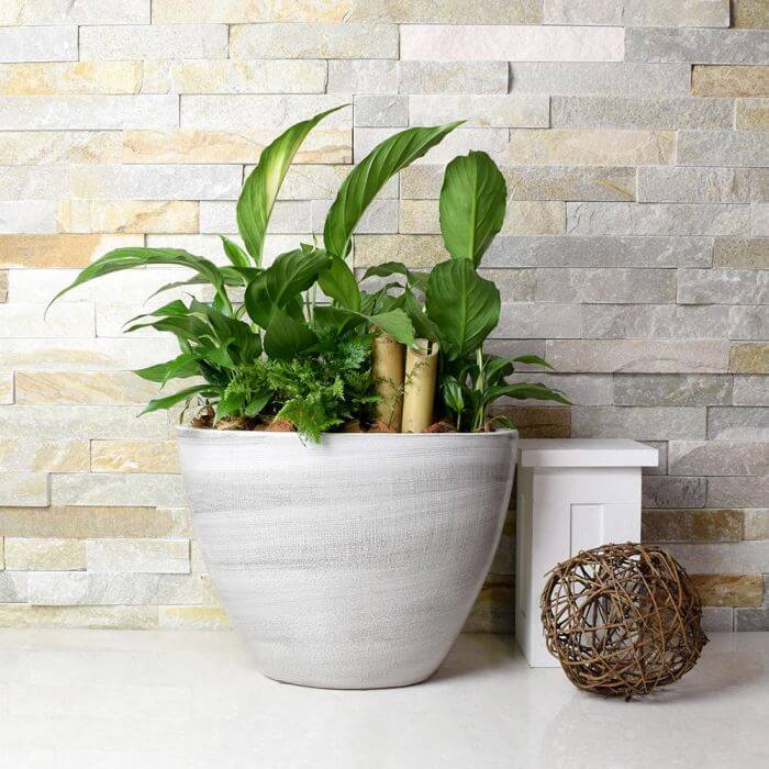 POTTED PLANTS GIFTS USA