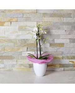 Blooming Mini Phalaenopsis Orchid
