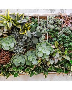 SUCCULENTS & CACTI