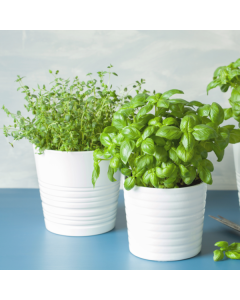 Seasonal Plants