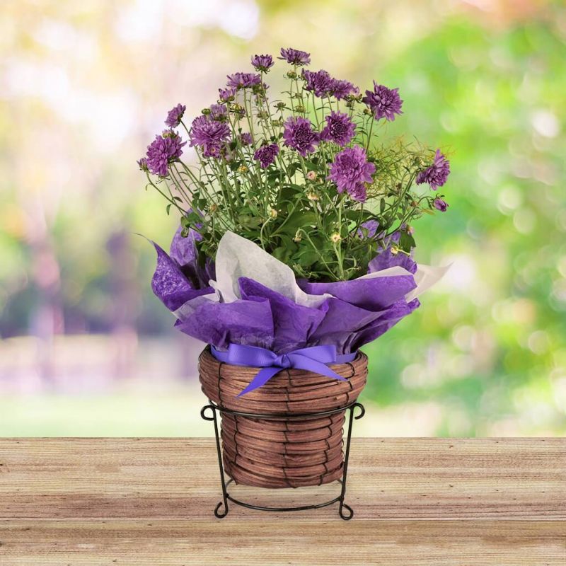 Flower Basket Whitehaven Opening Times Best Flower Site