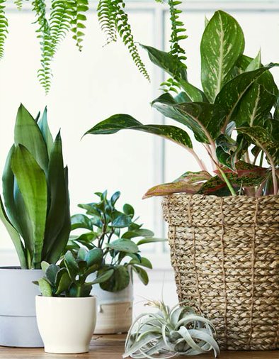 American Potted Plants Gifts
