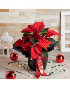 floral arrangement, flowers, Floral Gift, potted plant, christmas, holiday, Set 24042-2021, holiday gift delivery, delivery holiday gift, christmas flower usa, usa christmas flower
