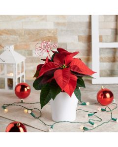 potted plant, flowers, Floral Gift, christmas, holiday, Set 24041-2021, holiday plant delivery, delivery holiday plant, christmas flower usa, usa christmas flower
