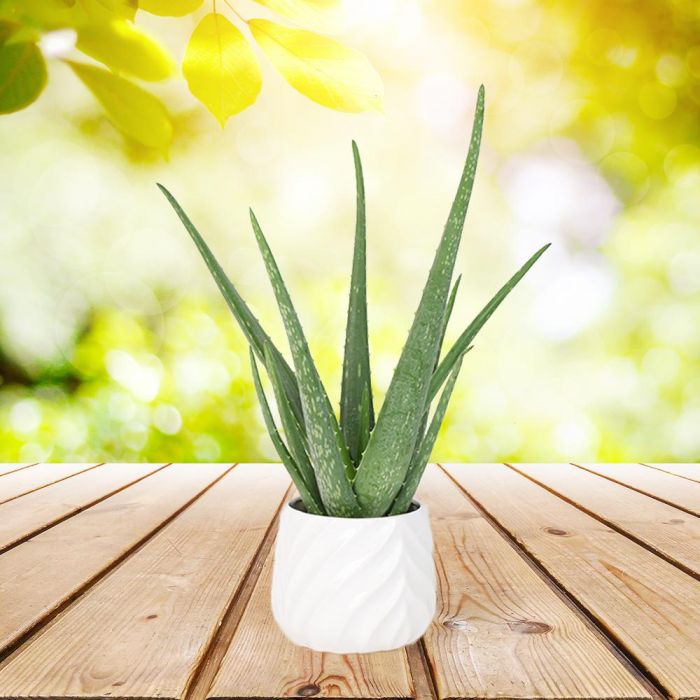 Potted Aloe Vera Plant Hazelton S Usa