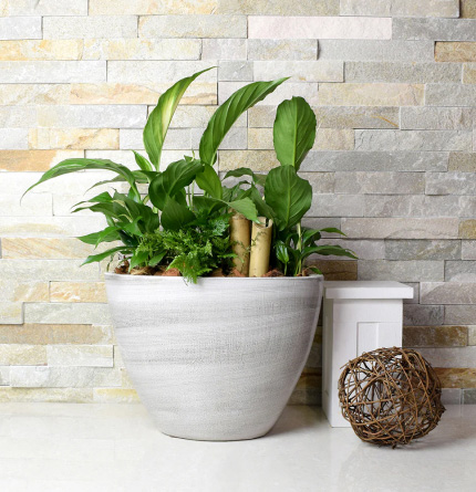 POTTED PLANTS