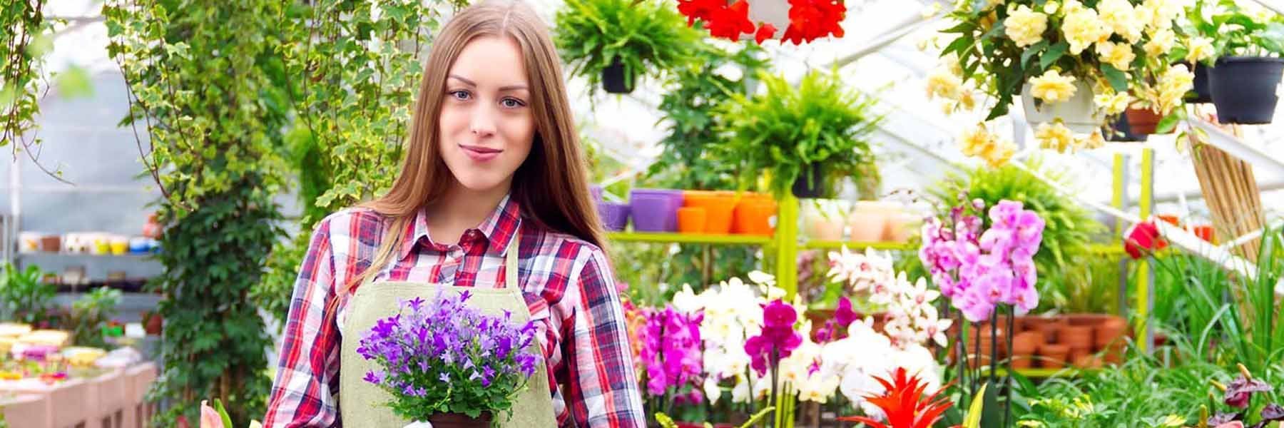 American Potted Plant Gifts